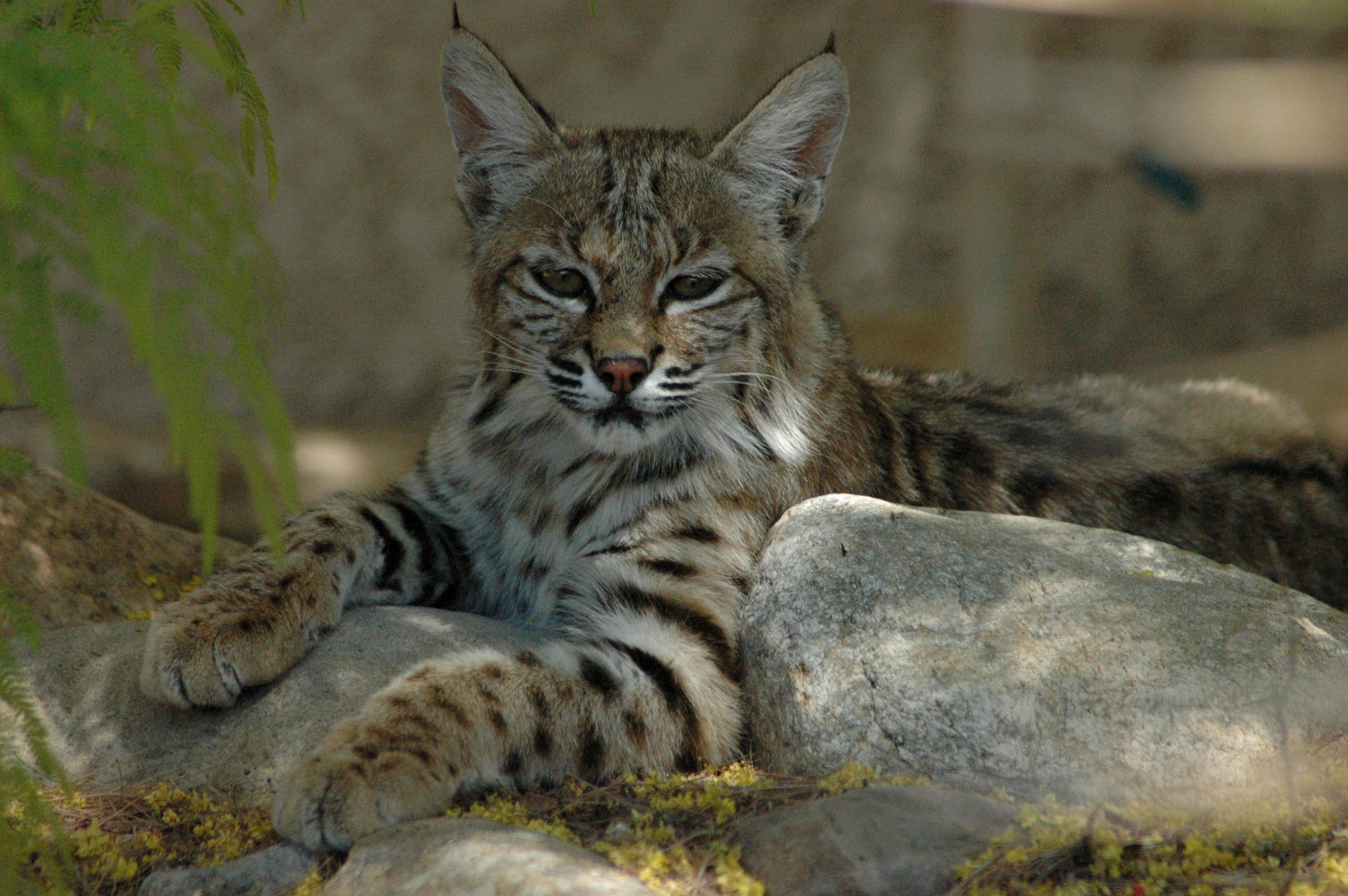 Backyard Bobcats